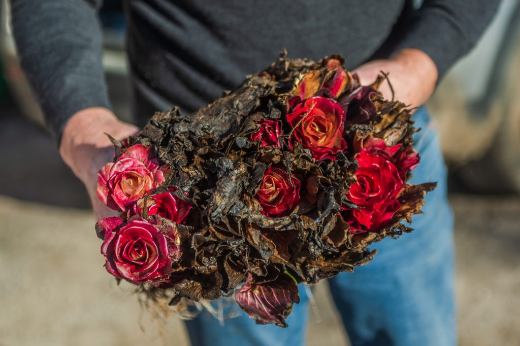 il produttore goriziano carlo brumat raccoglie e pulisce la rosa di Gorizia, uno speciale radicchio presidio slowfood dalla particolare forma che ricorda i boccioli di rosa