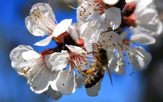 ape che raccoglie il polline da un prunus in fiore