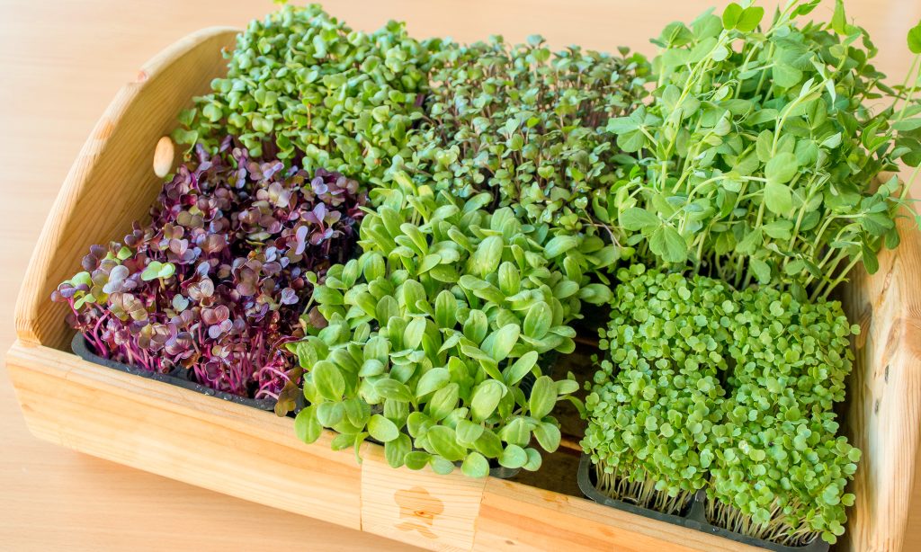 Assortimento di microgreens, piccoli germogli di diverse varietà adatti ad aggiungere colore e sapore al piatto