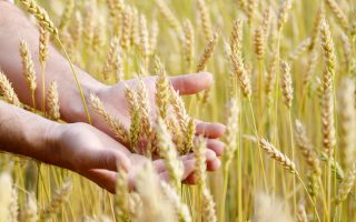 campi di grano con mani del contadino