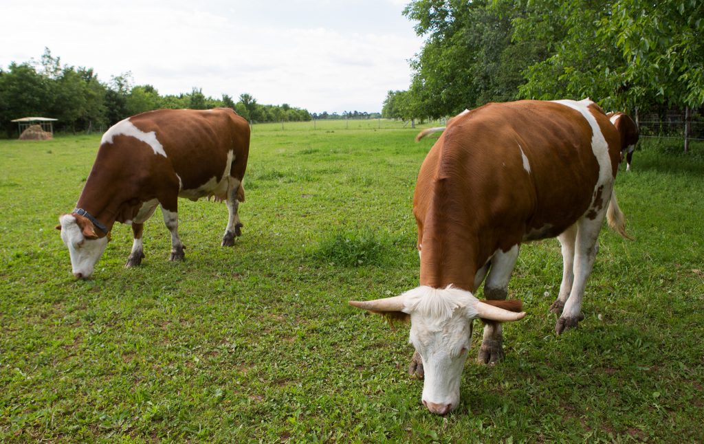 mucche che pascolano nella fattoria zoff photo credits to Fabrice Gallina